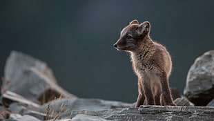 brown fox, fox, nature, animals, rock