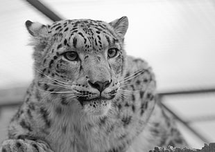 grayscale photo of cheetah