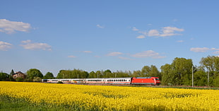 panoramic photograph of red train during daytime, db intercity