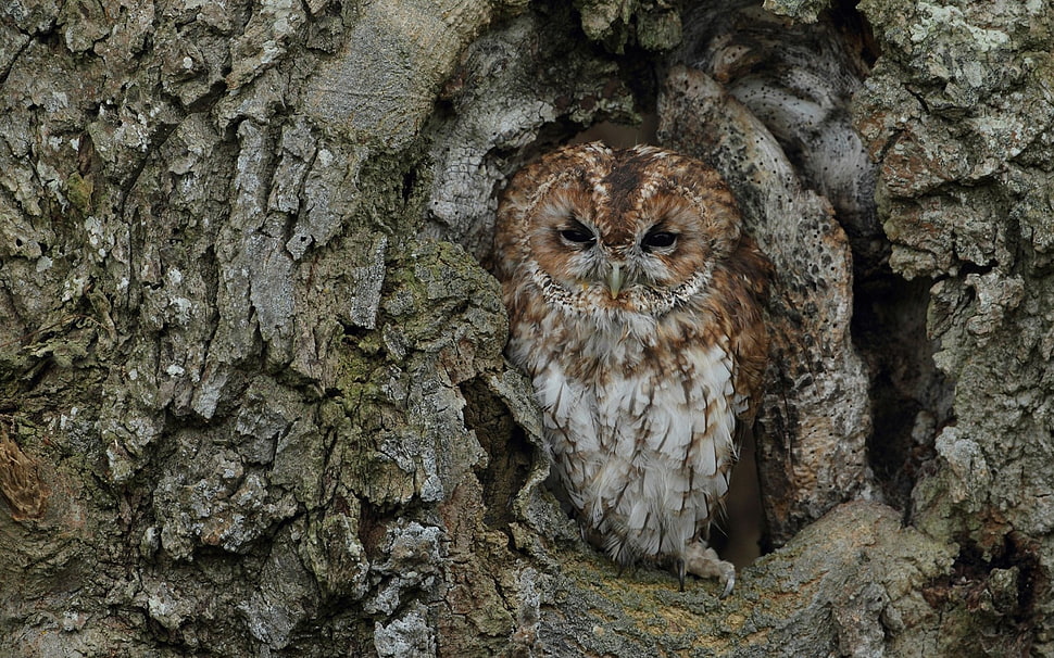 brown and white owl on gray tree trunk HD wallpaper