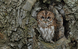 brown and white owl on gray tree trunk