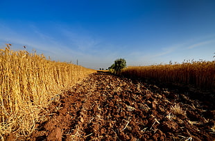 pathway between brown grass, wheat fields