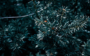 close-up photography of green leaf plant