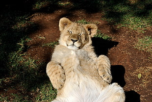 beige lion on ground at daytime
