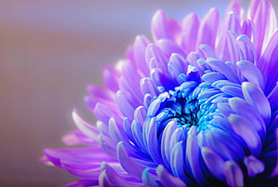 closeup photography of purple flower