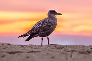 Grey Bird on White Beach Sand HD wallpaper