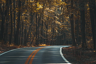 black asphalt road surrounded by brown leaf trees