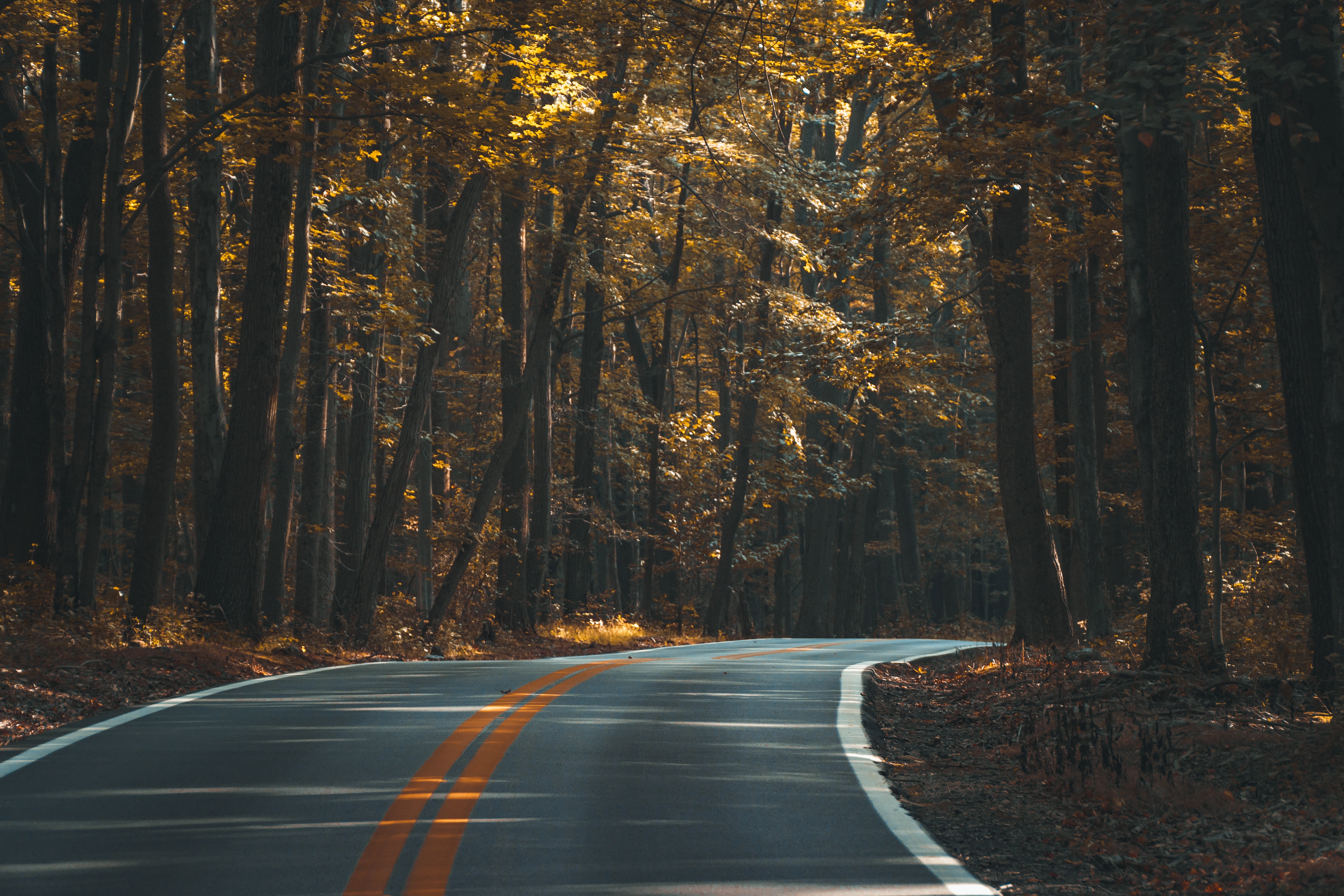 black asphalt road surrounded by brown leaf trees
