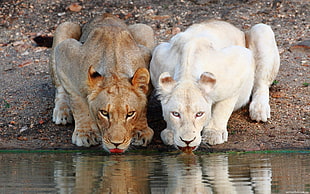 two white and tan tigresses, nature, animals, lion, albino HD wallpaper