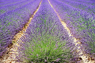 purple and green flower lot HD wallpaper