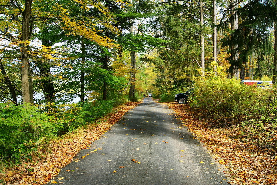 pathway between green tall trees, worthington HD wallpaper