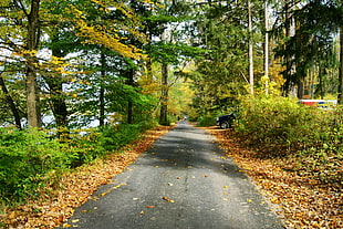 pathway between green tall trees, worthington
