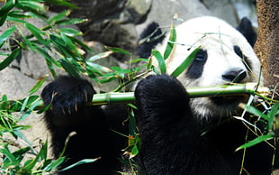 Panda eating bamboo HD wallpaper