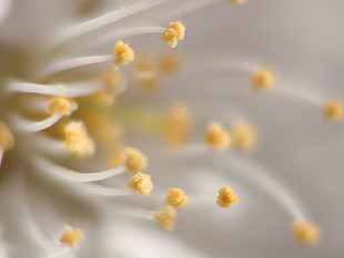 closeup photography of flower HD wallpaper
