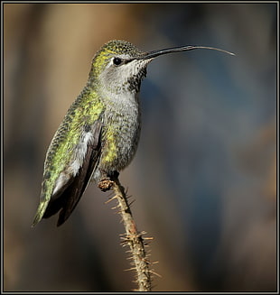shallow focus photography of green ,gray and black long beak bird on tree branch HD wallpaper