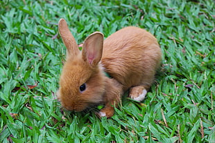 brown rabbit kit on green grass