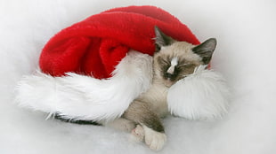 short-fur brown and black cat with red and white christmas hat