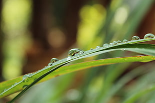close-up photo of water drops on green leaf HD wallpaper