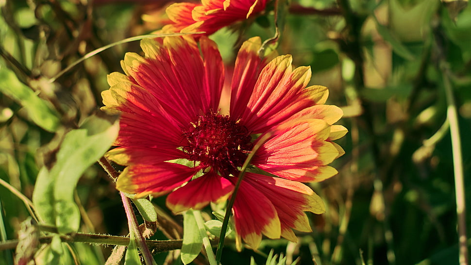 red and yellow petaled flower, flowers, nature, red flowers, plants HD wallpaper