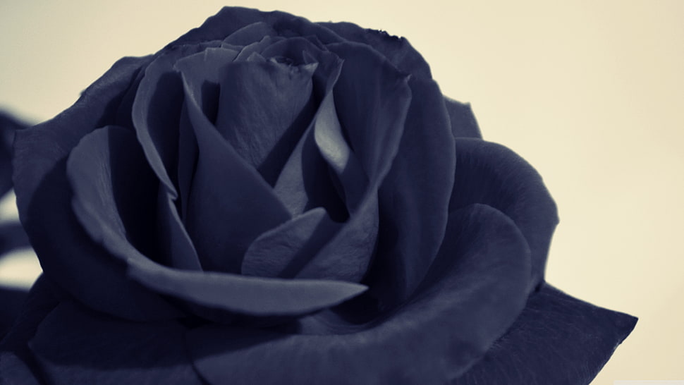 closeup photography of blue rose flower HD wallpaper