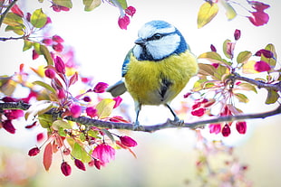 selective focus photography of blue and yellow short beak bird