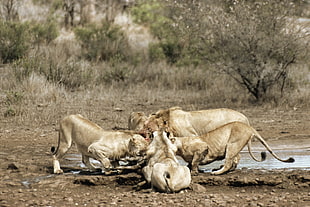 pack of lion eating animal during daytime