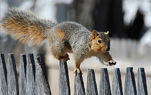 Squirrel walking on wooden fence