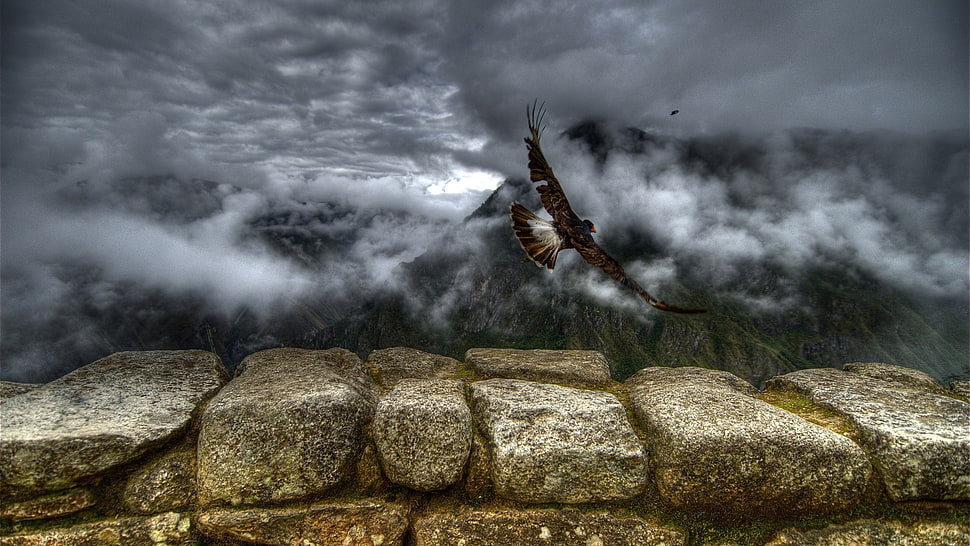 brown and white eagle illustration, Peru, animals, clouds, mountains HD wallpaper