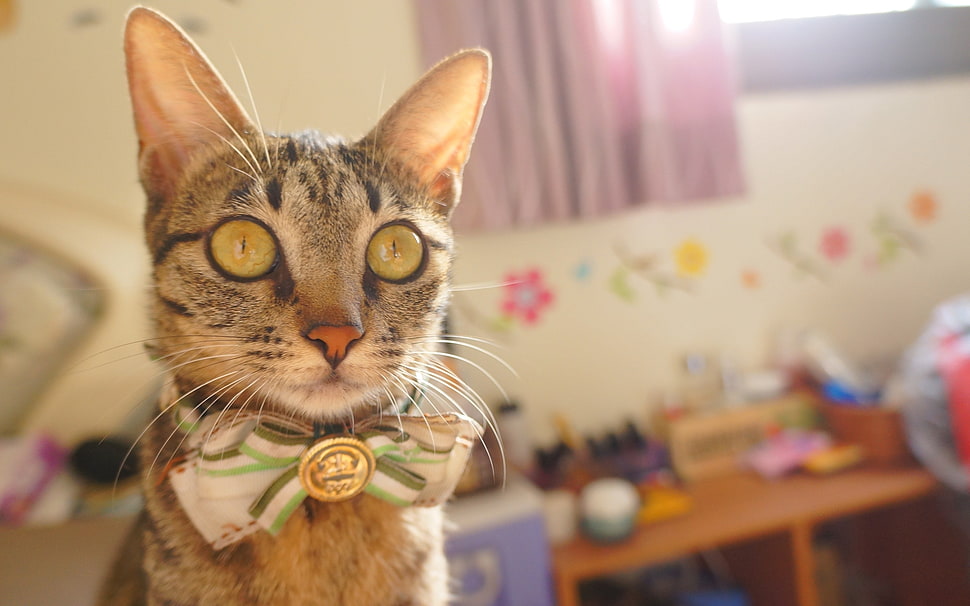 black tabby cat HD wallpaper