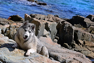 wolf lying on rocks beside body of water