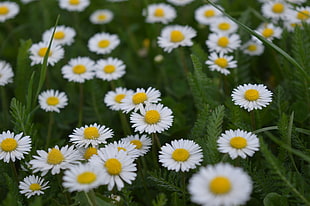 white aster flowers, white flowers, nature, flowers, daisies HD wallpaper