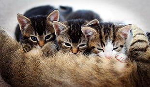three Tabby kittens HD wallpaper