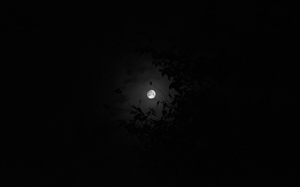 full moon, Moon, night, sky HD wallpaper