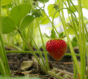 red Strawberry fruit and plants, garden strawberry