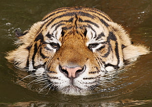 Bengal Tiger on body of water HD wallpaper