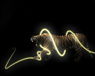 animals, tiger, light trails, black background HD wallpaper