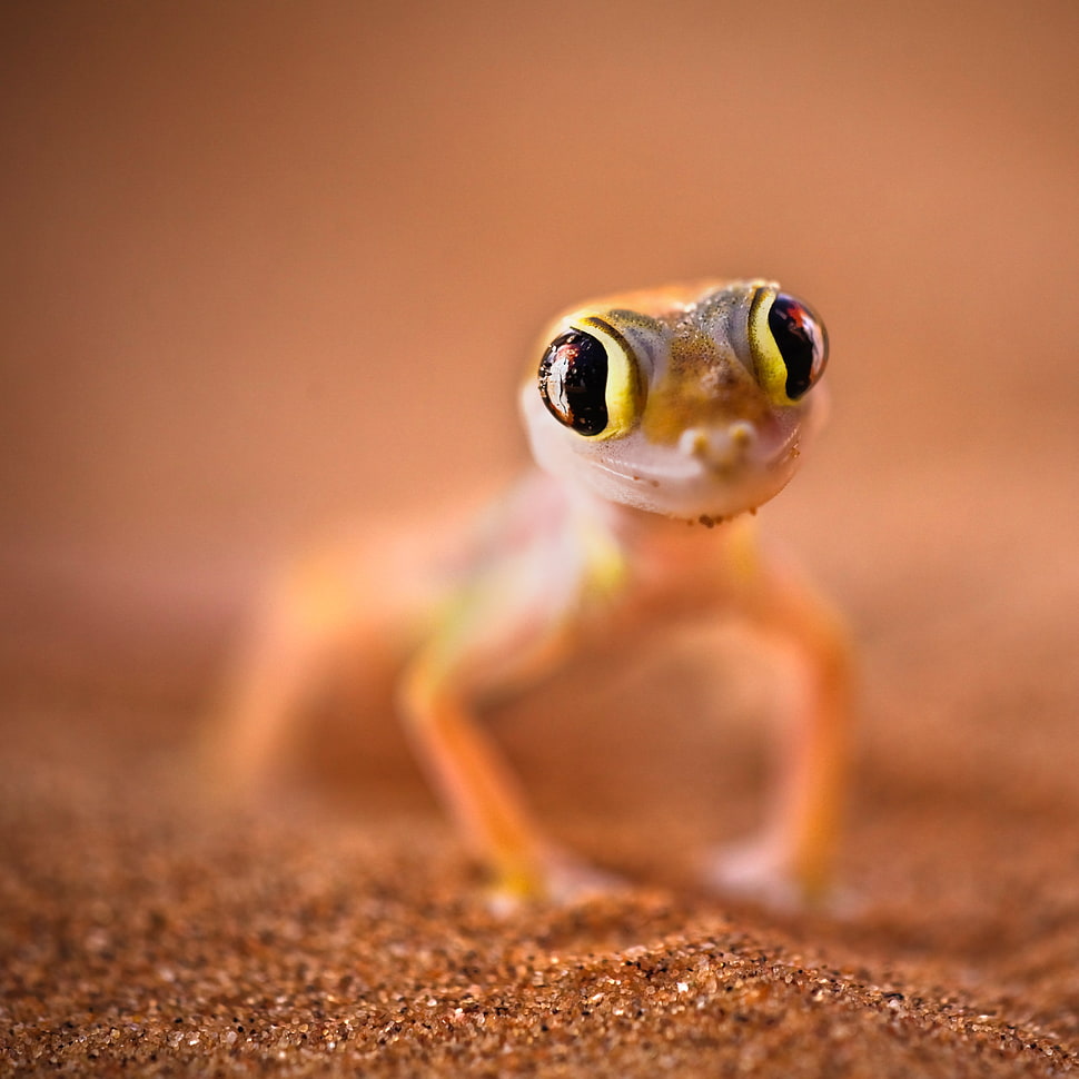 yellow-and-black eyed Lizard closeup photography HD wallpaper