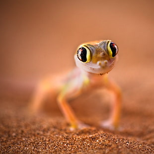 yellow-and-black eyed Lizard closeup photography