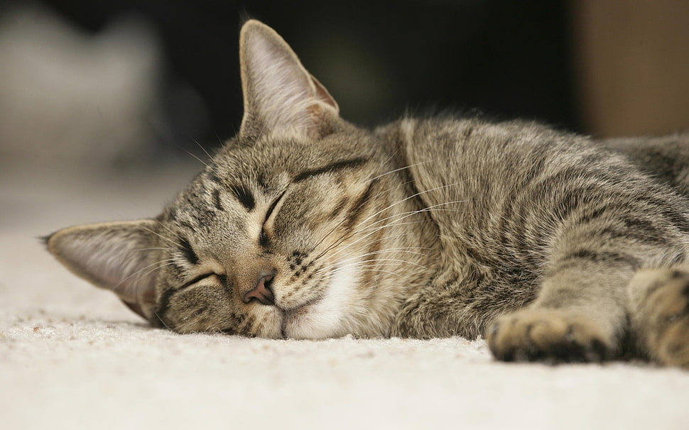 brown tabby cat sleeping on floor HD wallpaper