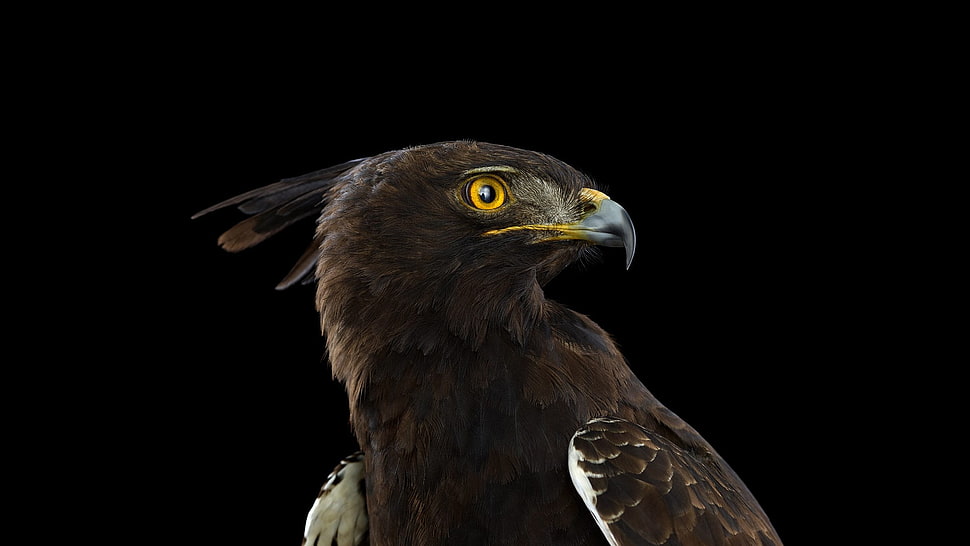 black and yellow beaked hawk, photography, animals, birds, simple background HD wallpaper