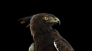 black and yellow beaked hawk, photography, animals, birds, simple background