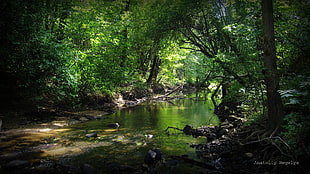 river surrounded by mangrove trees