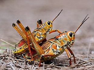 two orange and white crickets