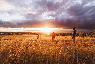 green grass field, landscape, sunset, clouds, backlighting