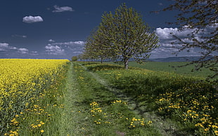 sunflower field and tree photography