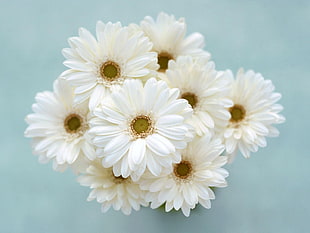 white cluster petaled flowers HD wallpaper