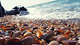 clam shell lot, seashell, rocks, blurred, macro HD wallpaper