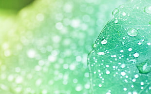 macro shot of green leave with water drops