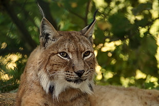 closed-up photo of lynx