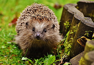 close up photo of hedgehog HD wallpaper